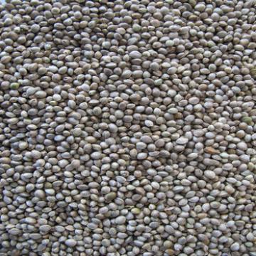 organic hemp seeds kernels 2013 crop