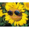 2013 Hot sale sunflower seed dehulling machine TFKH series #4 small image