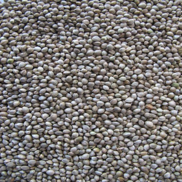 organic hemp seeds kernels 2013 crop #1 image