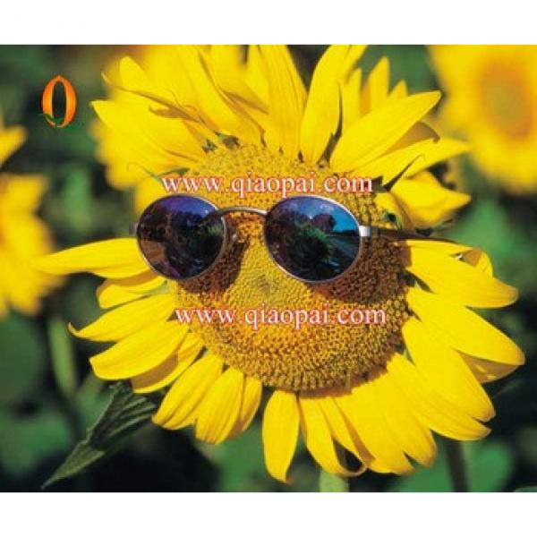 2013 Hot sale sunflower seed dehulling machine TFKH series #4 image